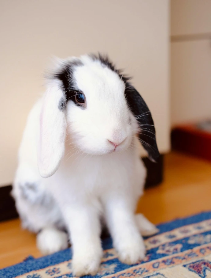 lapin blanc et noir